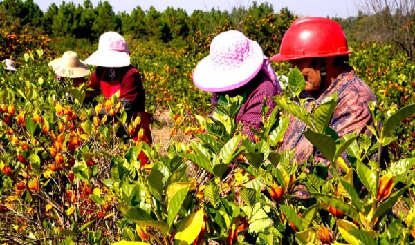 股票配资门户网登录 抚州市临川区：漫山栀子黄 丰收采摘忙